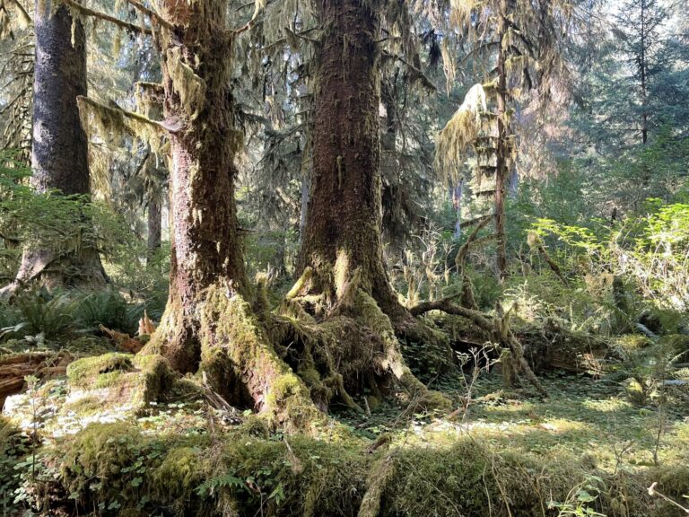Hoh Rainforest